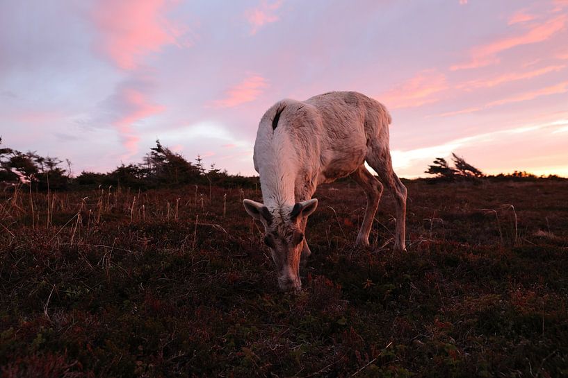 Canadian woodland caribou in sunset light Terre-Neuve Canada par Frank Fichtmüller