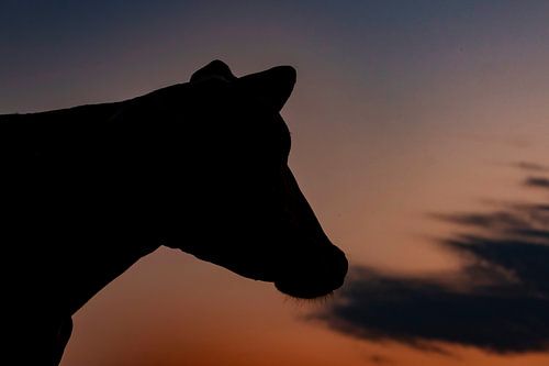 Kuh mit Sonnenaufgang