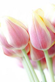 Tulip splendor by Sonja Onstenk