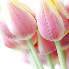 Tulpenpracht van Sonja Onstenk
