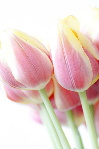 Tulip splendor