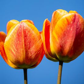 Dutch tulips van Maria van Dort