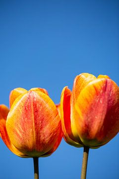 Dutch tulips van Maria van Dort