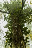Arbre mystique dans la brume
