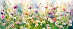 Sommer! Panoramabild mit Wildblumen