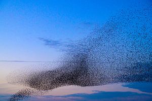 Starling murmuration during sunset at the end of the day