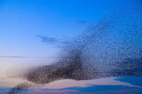 Spreeuwen zwerm in de lucht tijdens zonsondergang