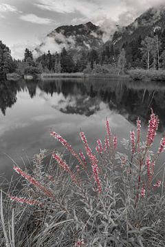 Paarse loosestrife van Walter G. Allgöwer