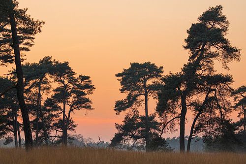 Pine with evening light