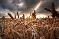 sunshine over wheat field in summer by Olha Rohulya thumbnail