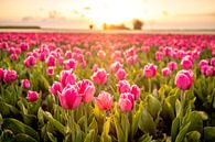Bloeiende tulpen tijdens zonsondergang in Flevoland van Sjoerd van der Wal Fotografie thumbnail