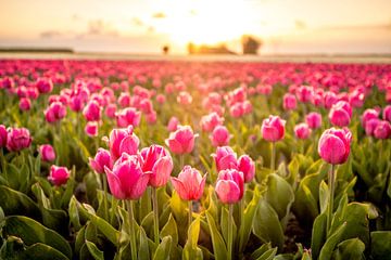 Felder der blühenden roten Tulpen während des Sonnenuntergangs in Holland