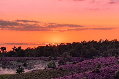Coucher de soleil Posbank Rheden avec la bruyère violette
