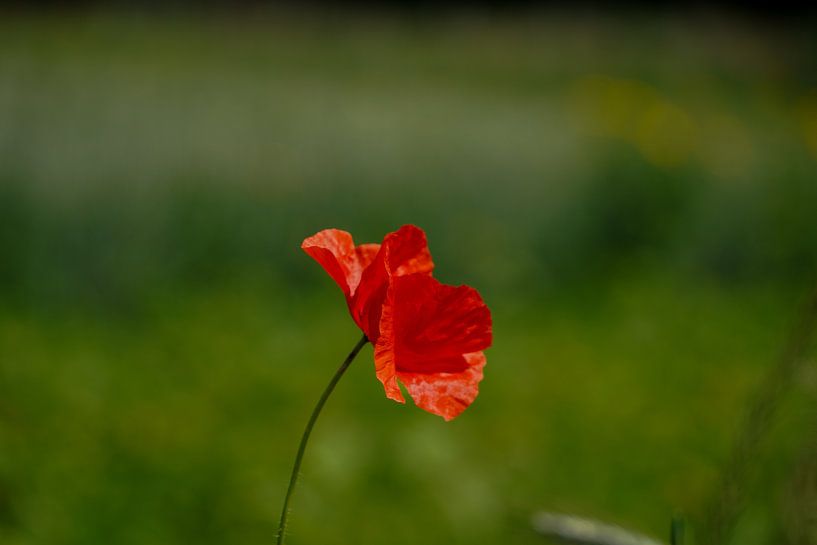 Poppy Poppy by Sylvia Bouwman