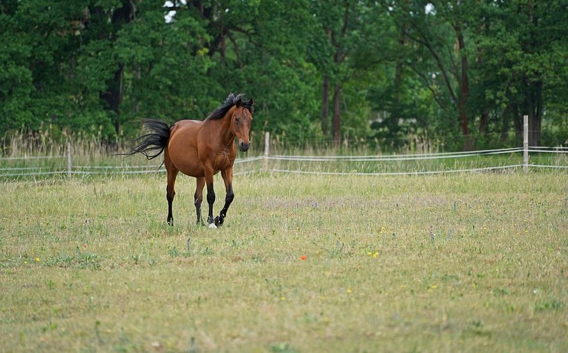 Trakehner Feldmeyer auf der Weide von Babetts Bildergalerie