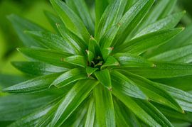 Close up van een lelie in de lente van Fartifos
