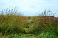 Edese Heide