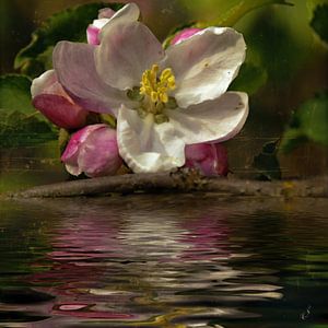 Obstwasser - Apfelblüte