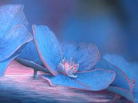 Hydrangea blossom 5
