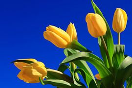 Blauw-geel van Thomas Jäger