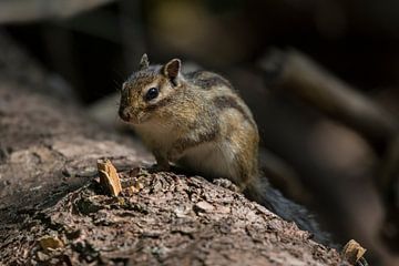 Siberian ground squirrel by Marc van Tilborg