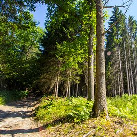 Der Wald auf dem Berg bei Ognies in den belgischen Ardennen. von AdWF
