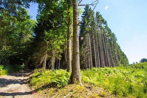 De bossen boven op de berg bij Ognies in de Belgische Ardennen.