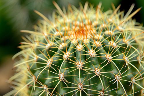 Gros plan détaillé d'un cactus