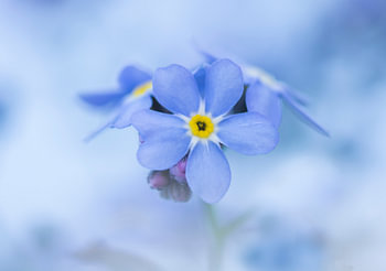 Ouvrez la fleur de votre cœur et devenez un cadeau de beauté pour le monde.