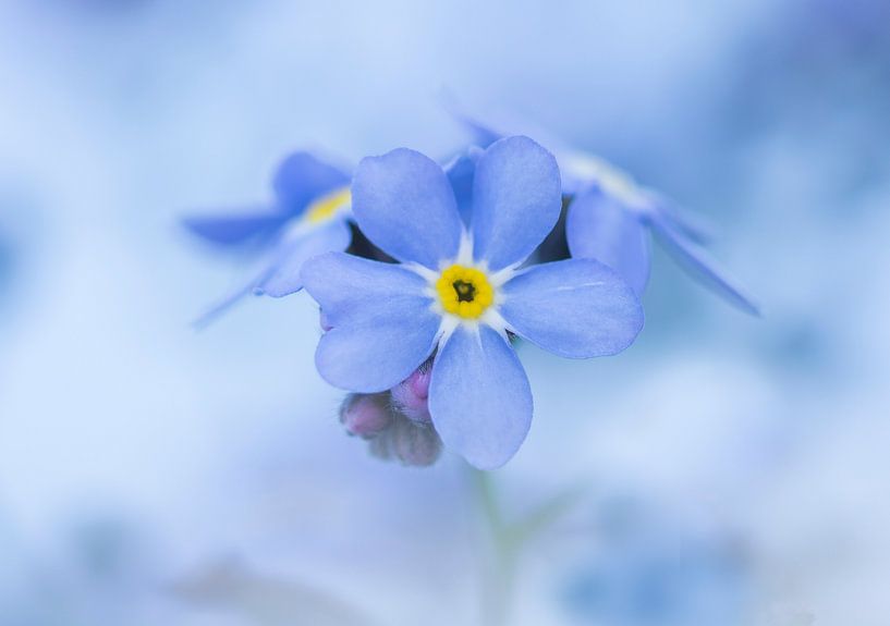 Ouvrez la fleur de votre cœur et devenez un cadeau de beauté pour le monde. par Priscilla Lecomte