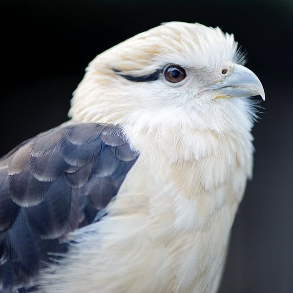Caracara à tête jaune Rapace par Rene du Chatenier