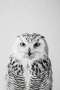 Eule - Schwarzweißfotografie