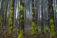 Rechte bomen in de mist in een naaldbos op Madeira van Michel van Kooten thumbnail