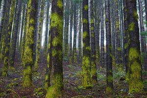 Rechte bomen in de mist in een naaldbos op Madeira van Michel van Kooten