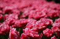 Bloemen, Roze, tulpen,  von Wilma Meurs Miniaturansicht