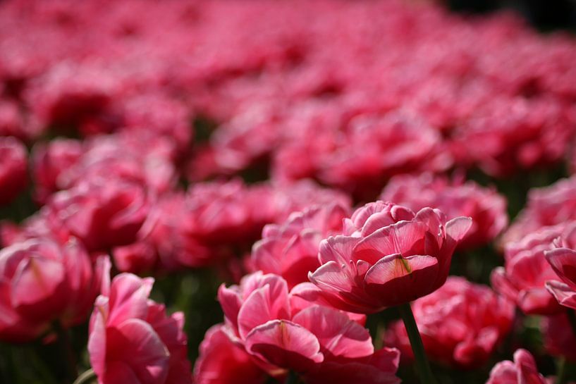 Bloemen, Roze, tulpen,  von Wilma Meurs