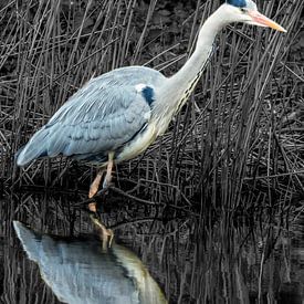 Chasse bleue sur Jan van der Knaap