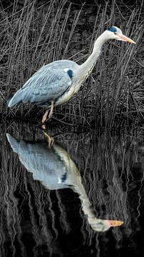 Blue hunter by Jan van der Knaap