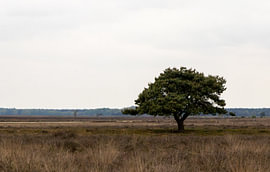 Einzelbaum auf dem Dwingelderveld (Drenthe) von Babette Vrasdonk
