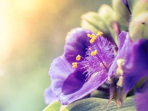 Violette Blume in Nahaufnahme Makro von Art By Dominic