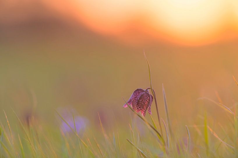 Fritillaria meleagris in een weide tijdens een mooie voorjaarszonsopgang van Sjoerd van der Wal Fotografie