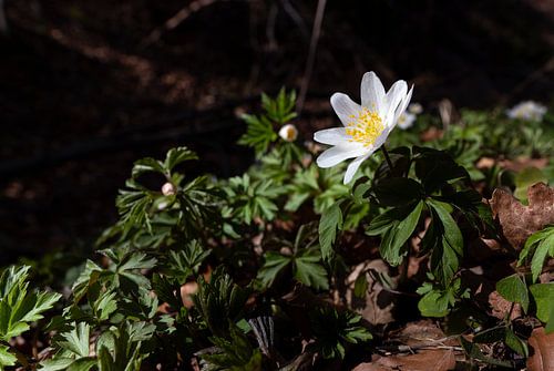 Bosanemoon - Anemone nemorosa