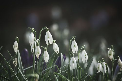 Sneeuwvlokken op een weide met fijne bloemblaadjes
