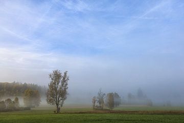 Brouillard matinal dans le Irndorfer Hardt - Parc naturel du Haut-Danube sur BlattArt - Christine Horn