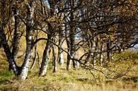 Bomen von HANS VAN DAM Miniaturansicht