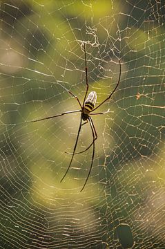 silk spider by Peter Baier