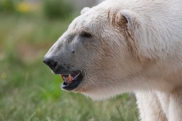 Polar bear : Blijdorp Zoo by Loek Lobel