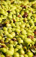 Olives ready for the press