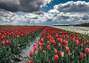 Tulpen veld par Pieter de Kramer Aperçu