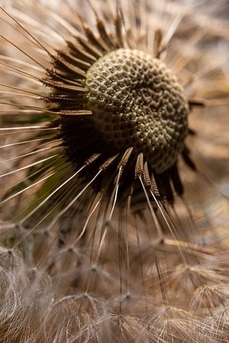 Het hart van een pluizenbol (na een vleugie wind)